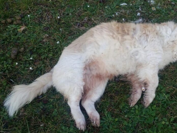 cani avvelenati Satriano Calabria