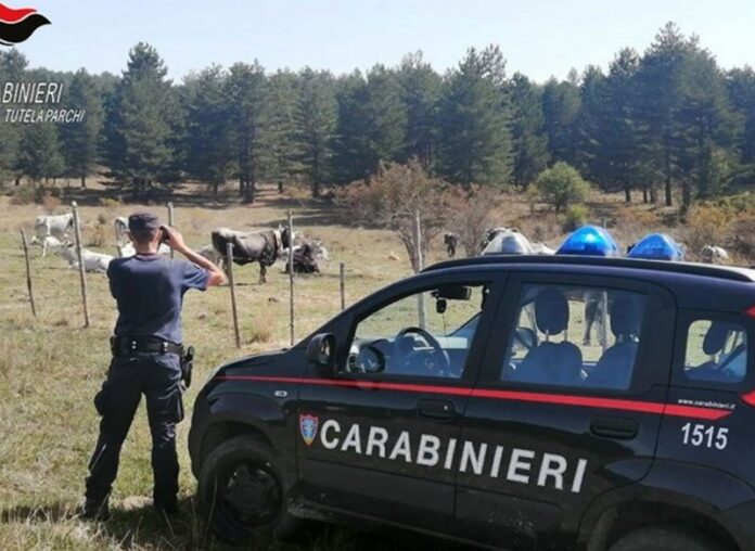 carabinieri sila
