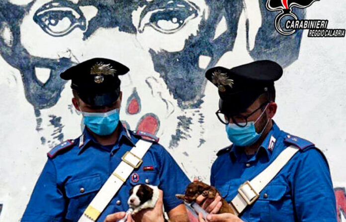 cuccioli cane salvati carabinieri brancaleone