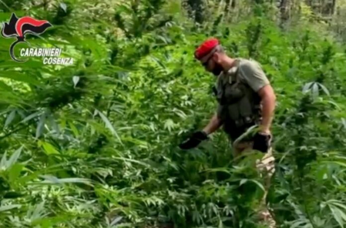 piante marijuana cetraro