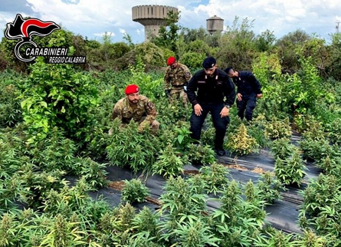 rizziconi piante marijuana