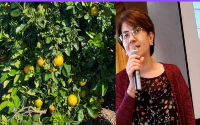 crisi agrumicola Italia