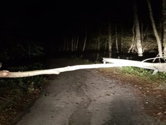 albero cavi elettrici abatemarco