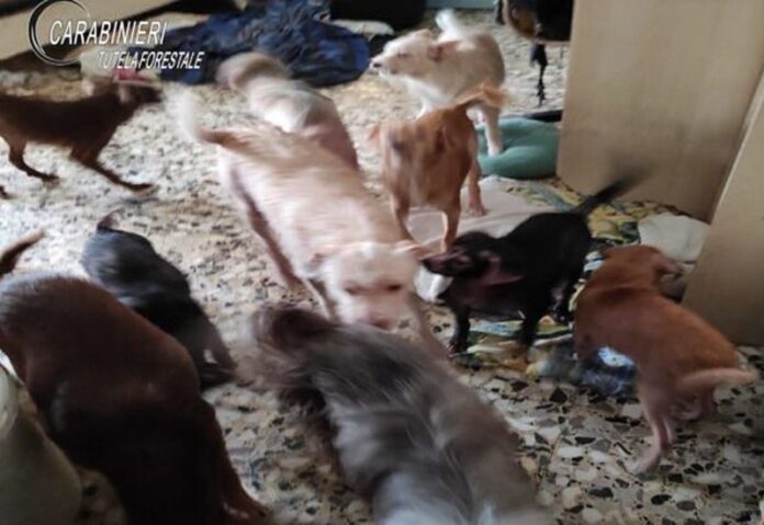 canile abusivo in casa