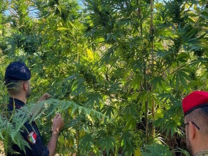 carabinieri marijuana gioia tauro