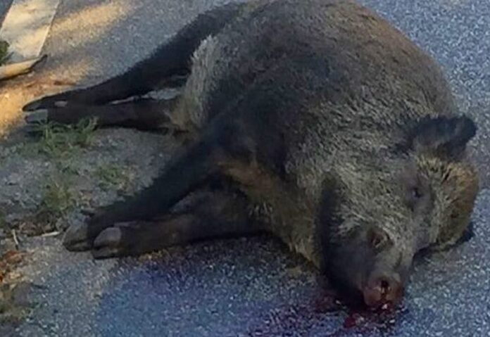 cinghiale morto