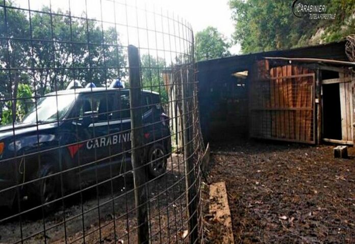 controlli carabinieri forestale cani