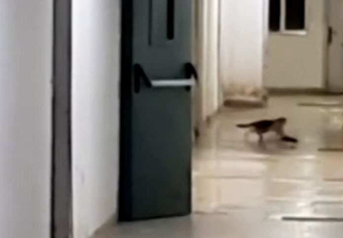 gatto topo ospedale paola