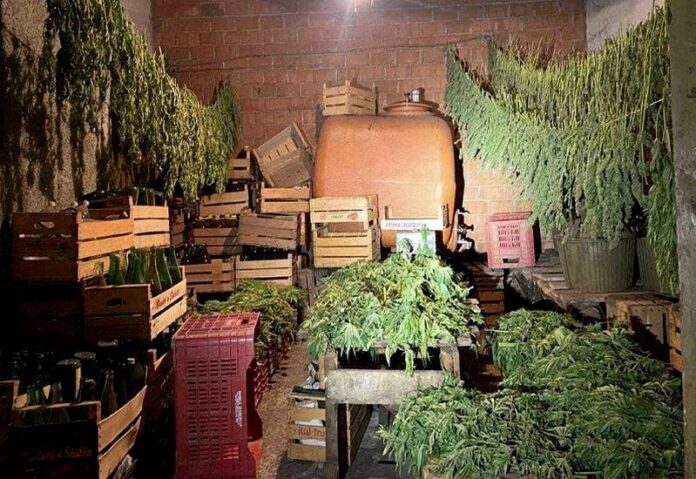 marijuana taurianova
