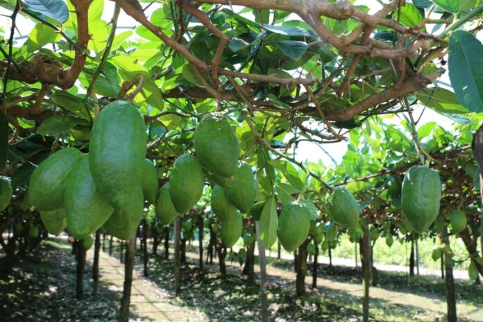 ottenimento marchio dop cedro