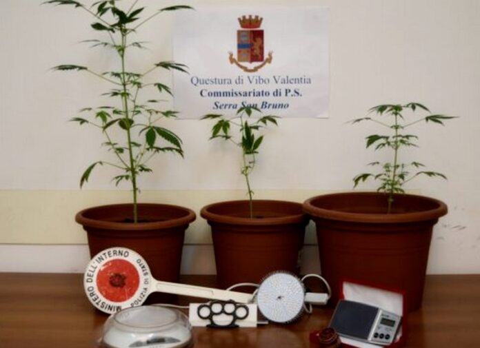 Serra piantine marijuana