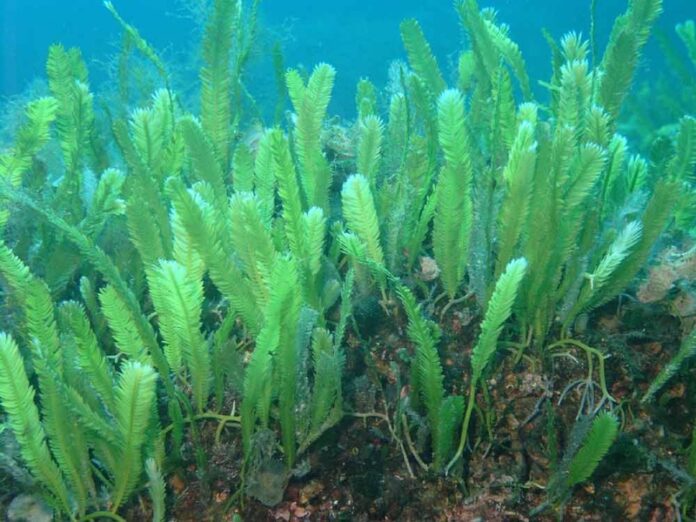 caulerpa-taxifolia-capovaticano
