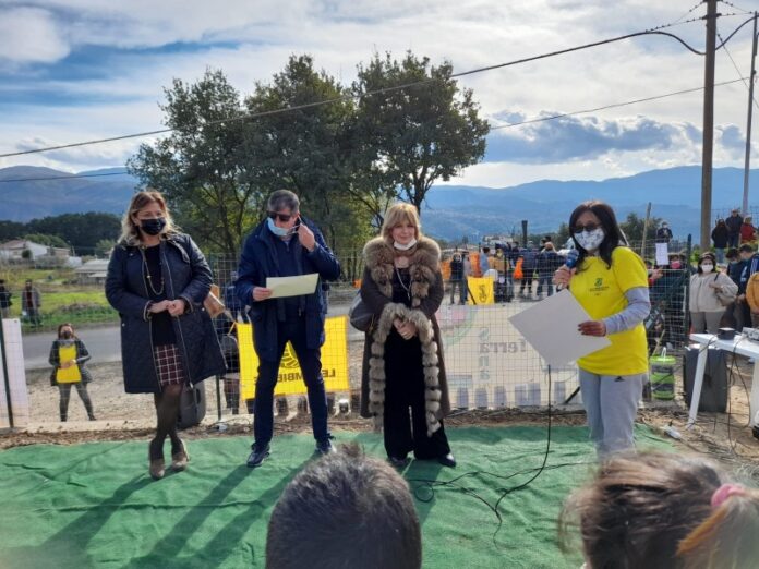 festa albero belsito