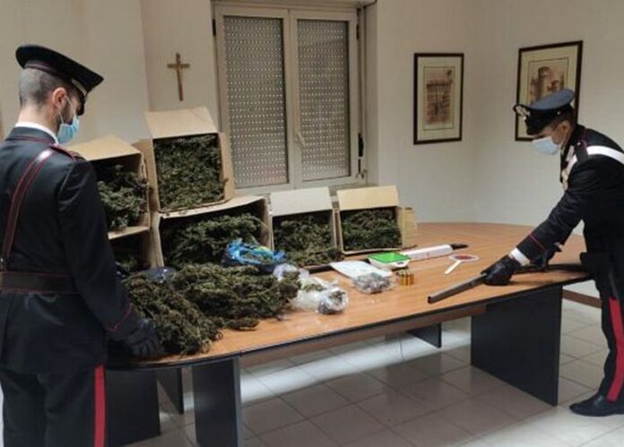 jacurso marijuana droga