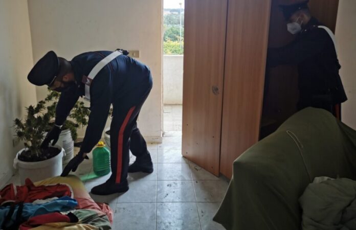 marijuana casa abbandonata