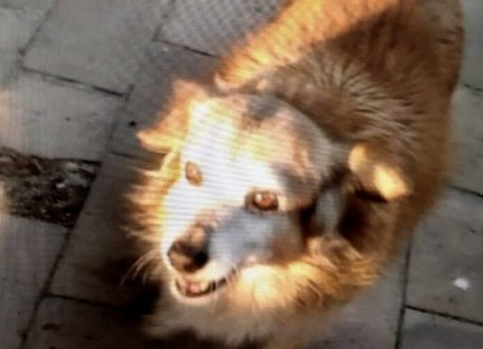 cane ucciso crotone