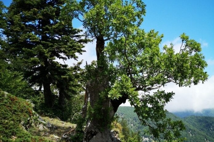 quercia vecchissima rovere Calabria