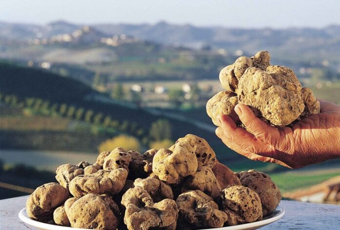 tartufi Calabria