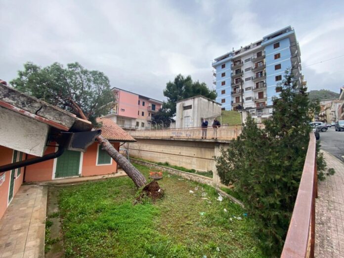 albero su scuola