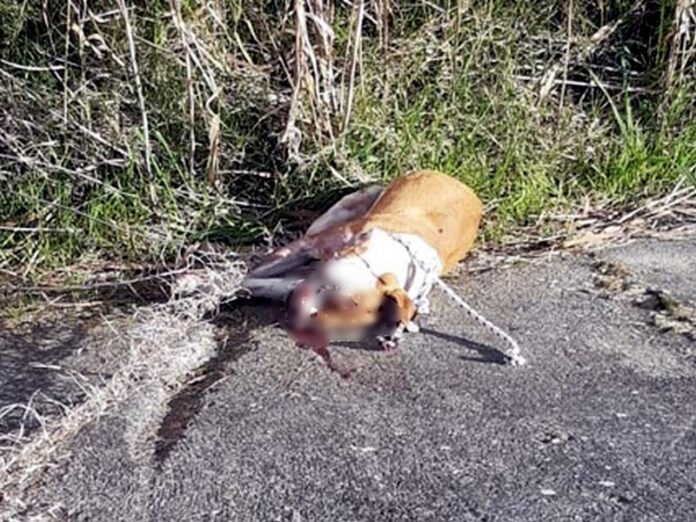 cane ucciso a bastonate crotone