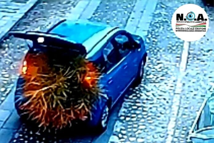 denuncia abbandono rifiuti