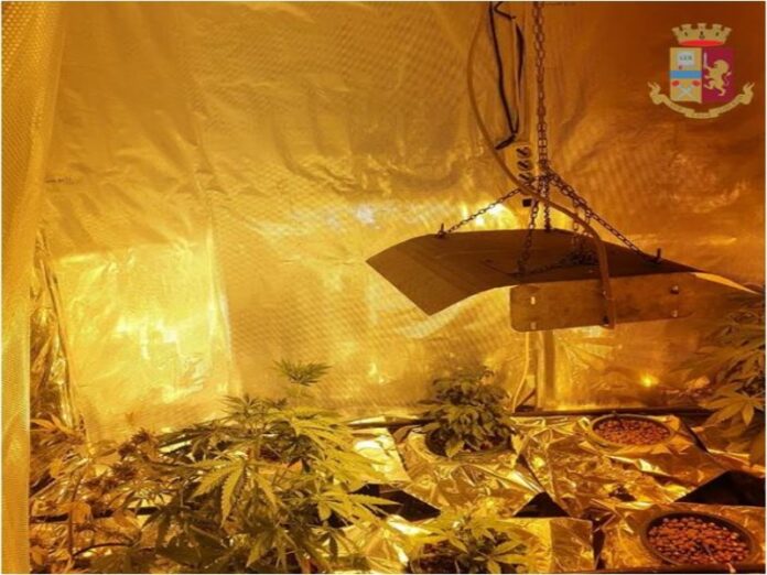 marijuana
