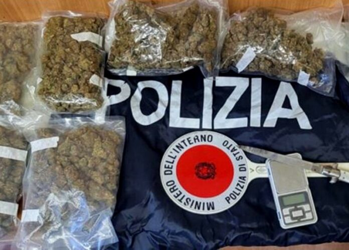 marijuana arresto tropea