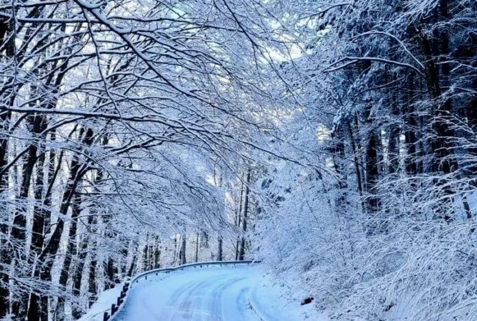 neve strada alberi