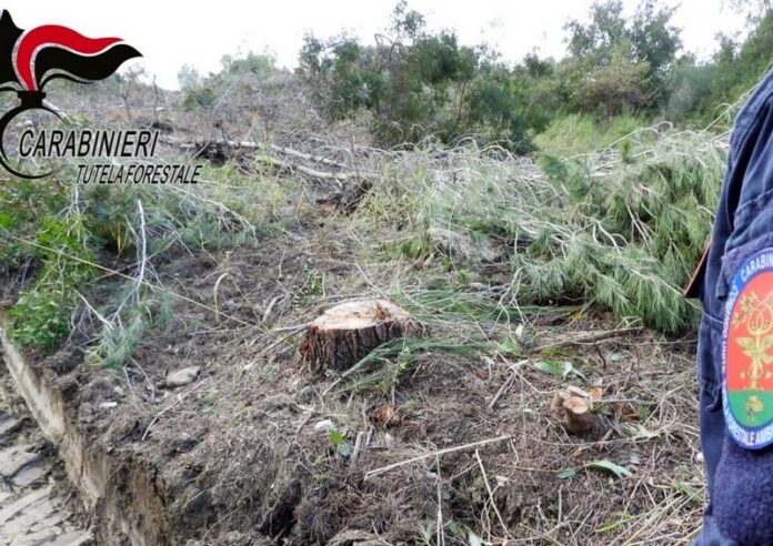 pini aleppo crucoli taglio abusivo