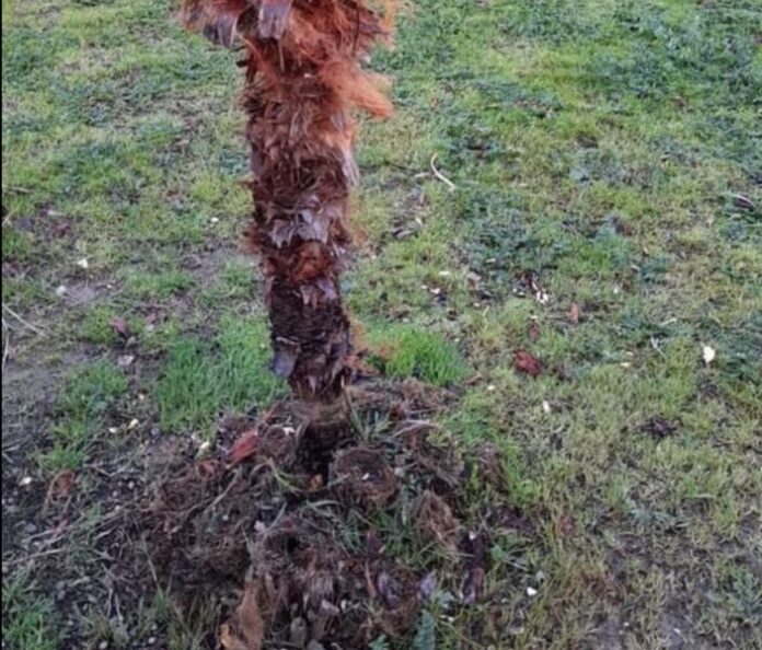 Verde Pubblico vandalizzato