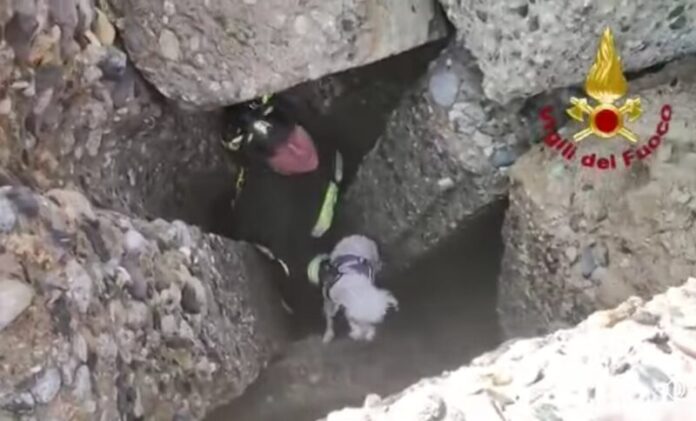 Vigili del fuoco salvano cane