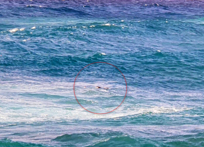 cadavere in mare tropea