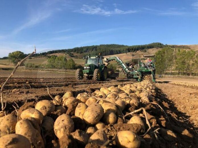 Patate della Sila provincia di Cosenza