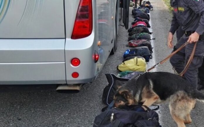 cane antidroga pullman