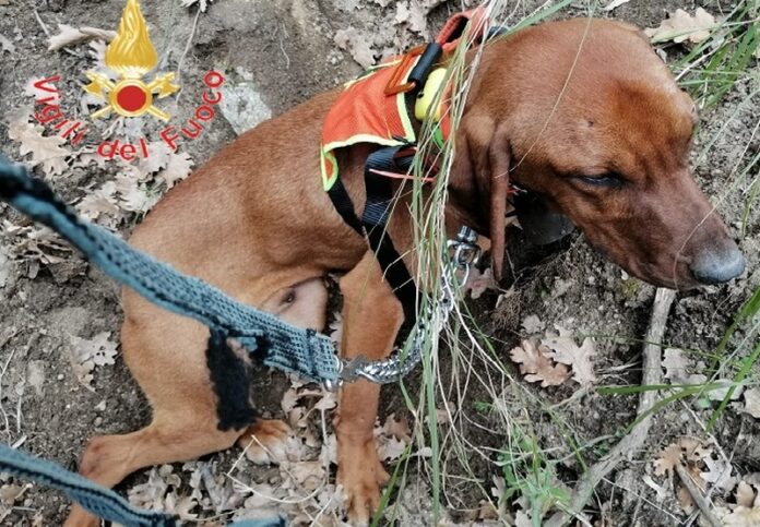 cane salvato dai vigili del fuoco