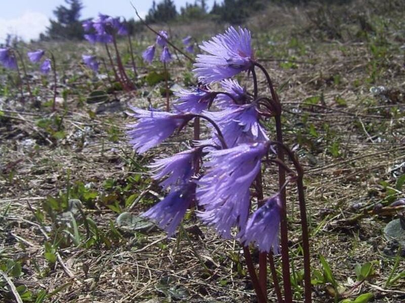 soldanella fiore Calabria