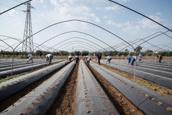 donne sfruttate agricoltura