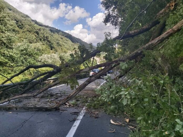 maltempo albero strada