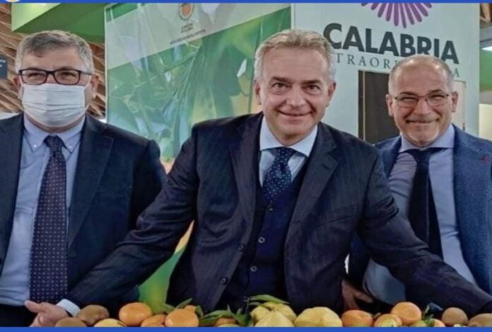 Cedro DOP