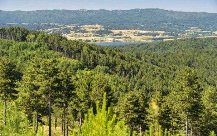sila bosco