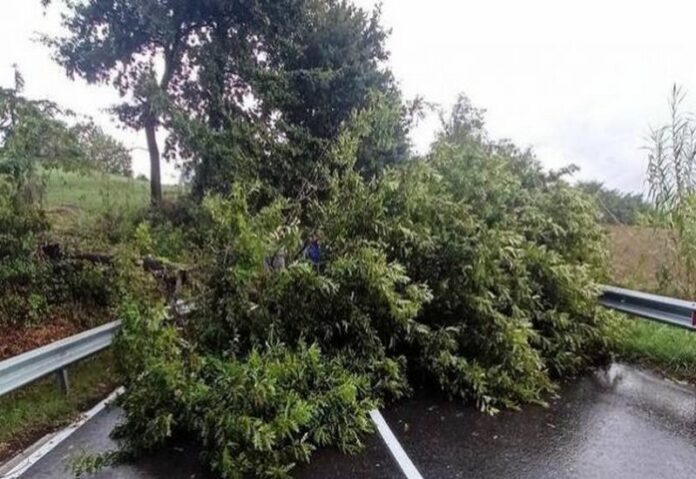 albero caduto