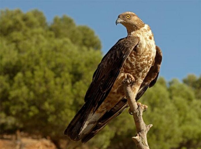 falco pecchiaiolo