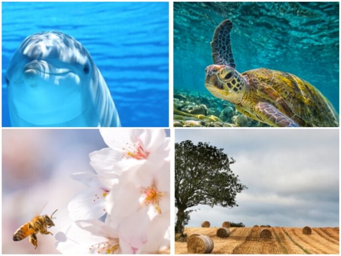 mare ambiente terra