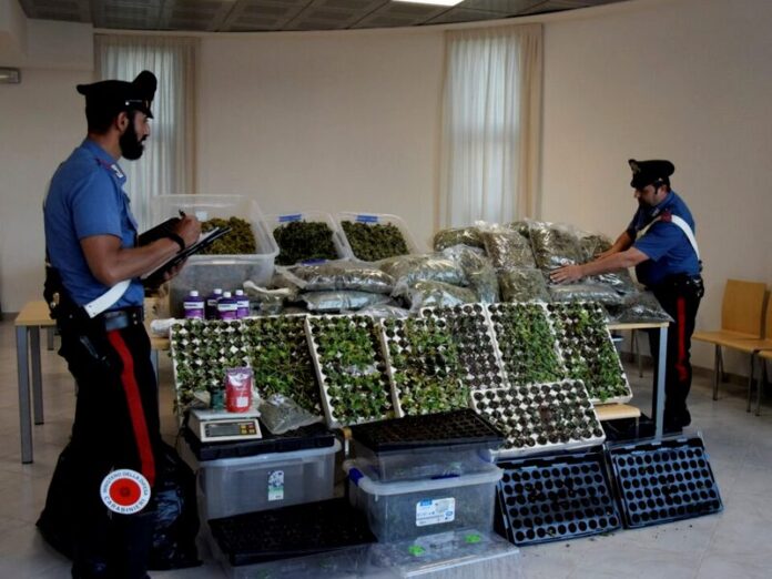 marijuana casolare lamezia