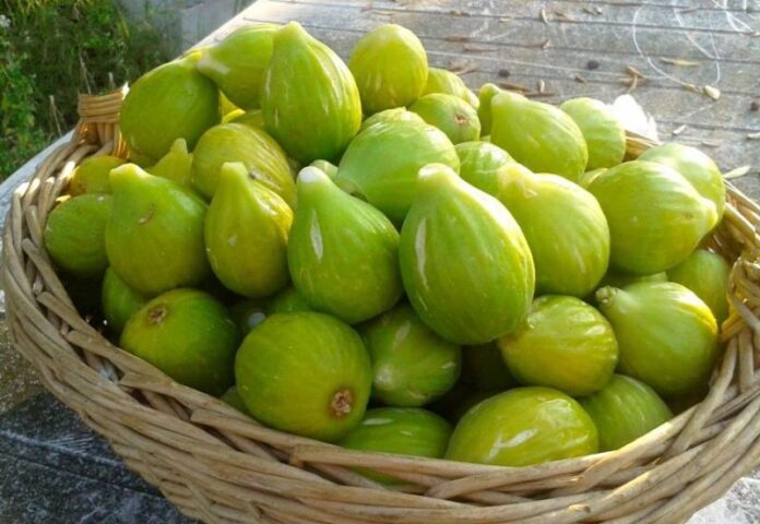 fichi calabria
