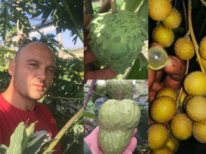 coltivazione frutti esotici piana di sibari