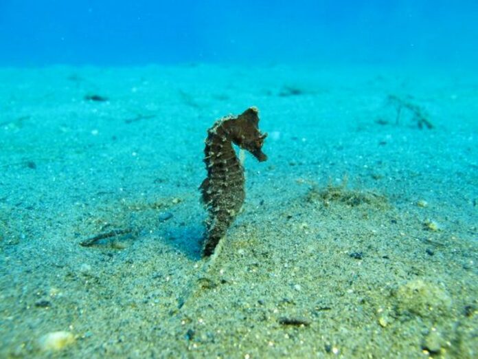 ippocampo baia soverato