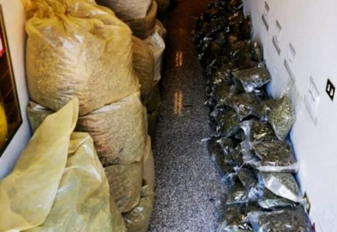 marijuana serra san bruno