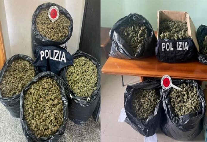 marijuana serre vibonesi