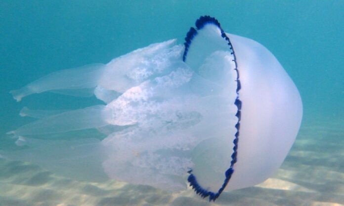 medusa luminosa